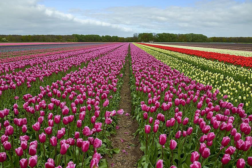 kwiaty, tulipany, wiosna, kwiat, kwitnąć, botanika, wiejski, pole, Natura, tulipan, roślina