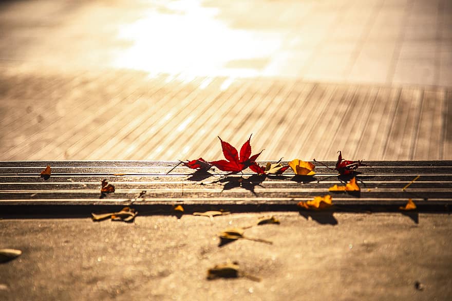 葉、もみじ、接地、床、秋、光