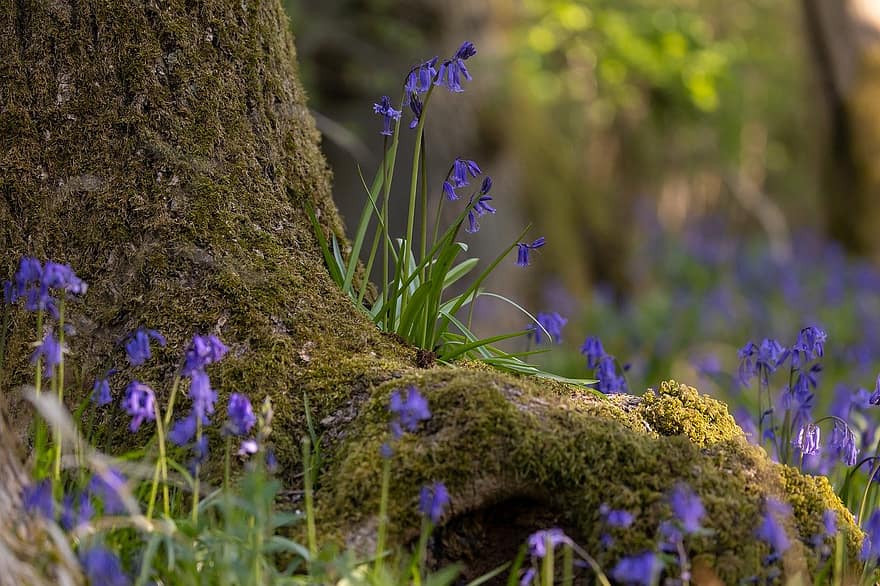 Tavalliset sinikellot, bluebell-kukat, sinisiä kukkia, kevät, kasvit, luonto, kukat, kukka, metsä, kasvisto, kasvi