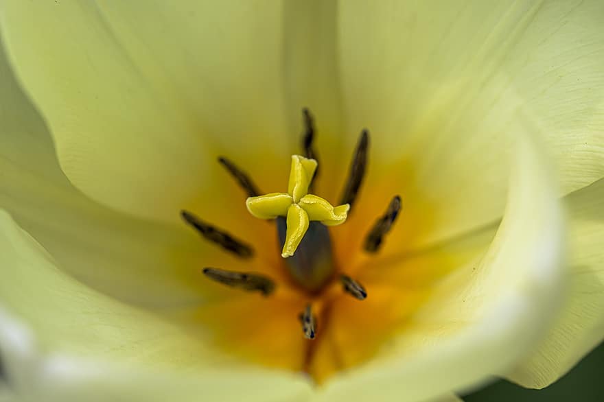 Tulip, Flower, Pistil, Petals, Yellow Flower, Plant, Bloom, Spring, Closeup