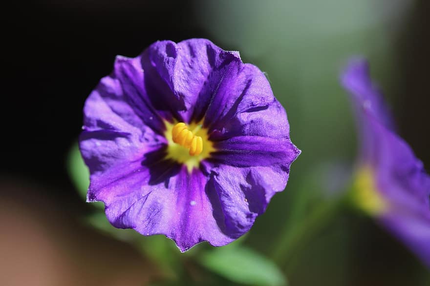 Генціан кущ, lycianthes rantonnetii, пурпурна квітка, цвітіння, квітка, пелюстки, фіолетові квіти, Рослина, впритул, фіолетовий, пелюстка