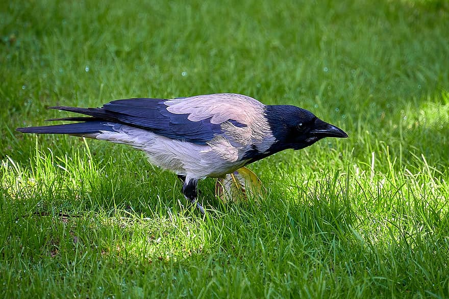 corbeau, corvid, oiseau, plumage, noir, le bec, plume, animaux à l'état sauvage, herbe, observation des oiseaux, un animal