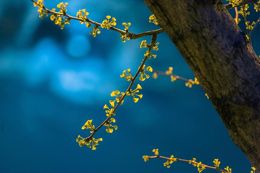 Nacht-, Frühling, Ginkgo, Blätter, neues Blatt, März, Taicang, Suzhou, Jiangsu, China, Frühlingstag
