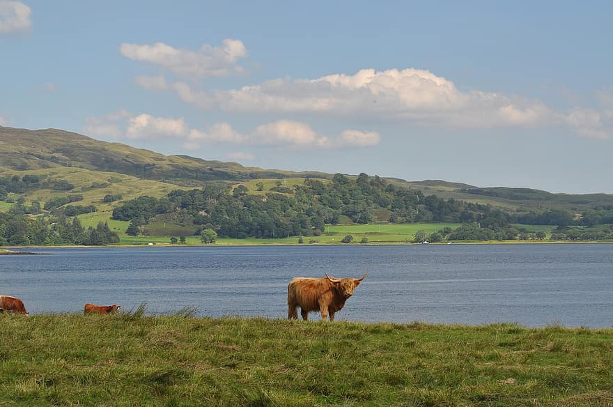 ハイランド牛、湖、山、スコットランド、ロッホ、自然、風景