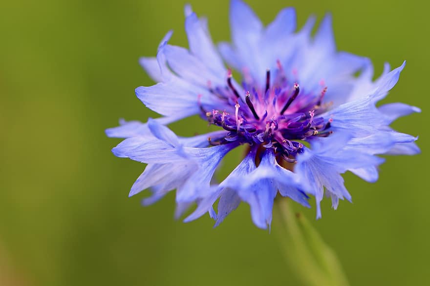 cornflower, flor pontiaguda, flor, Flor, azul, pétalas, flora, natureza