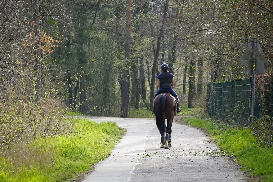 Horseback Riding, Horse, Sport, Road, Forest, Trail, Path, Horse Riding, Equestrian, Horse Rider, Horseback Rider