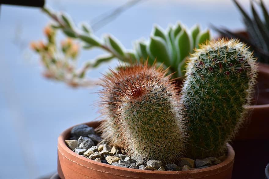 cactus, espines, planta, suculent, espinós, naturalesa, primer pla, espina, color verd, creixement, botànica