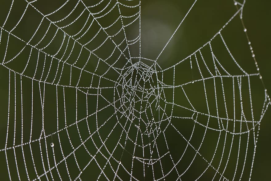 örümcek ağı, çiy damlası, makro, damlacıkları