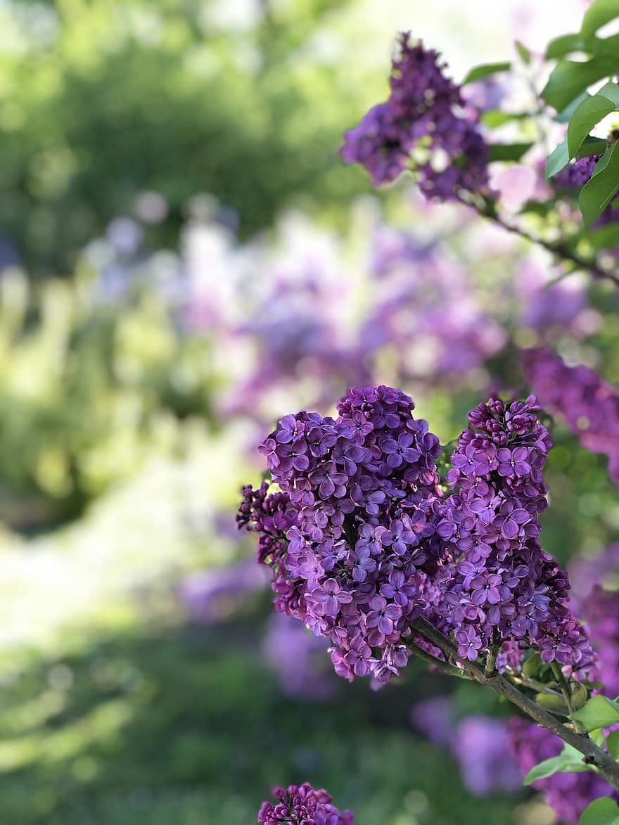 syringa vulgaris, almindelig lilla, Busk, forår, violet, lilla, blomster, Ontario, blomstre