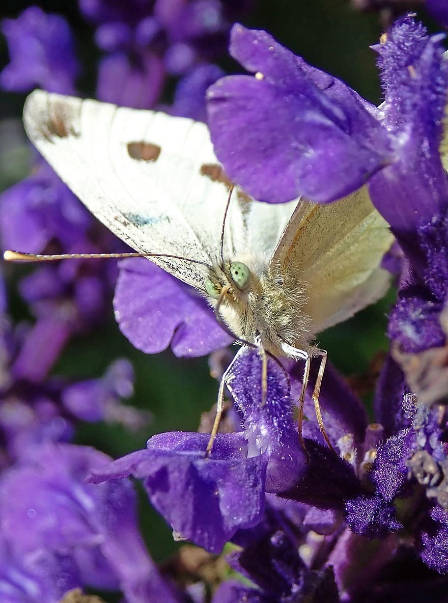 белая бабочка, фиолетовые цветы, нектар, насекомое, чешуекрылые, растения, сад, живая природа