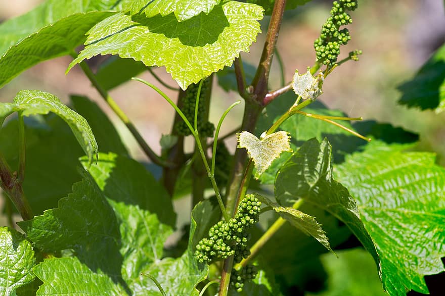 vindruer, vækst, vingård, vinavl, vinstok, unge frugter, mad, vin, have, organisk, blad