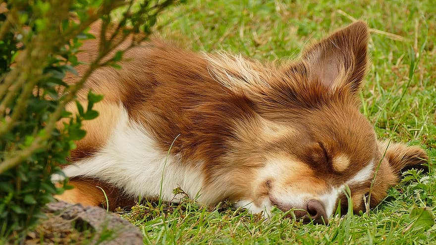 perro, Pastor australiano, perro durmiendo, animal, jardín, patio interior, mascota, linda, mascotas, hierba, perro de raza pura