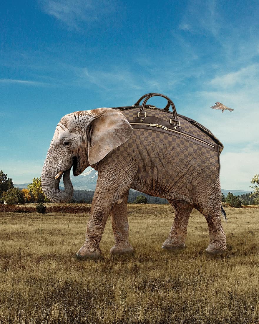 слон, сумка, фото маніпуляція, дорожня сумка, тварина, ссавець, дикої природи, фауна, пустеля, савана, сафарі