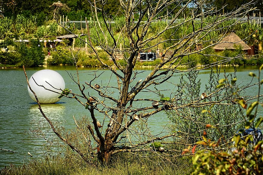 озеро, дерева, птахів, пташиний парк, Villars Les Dombes