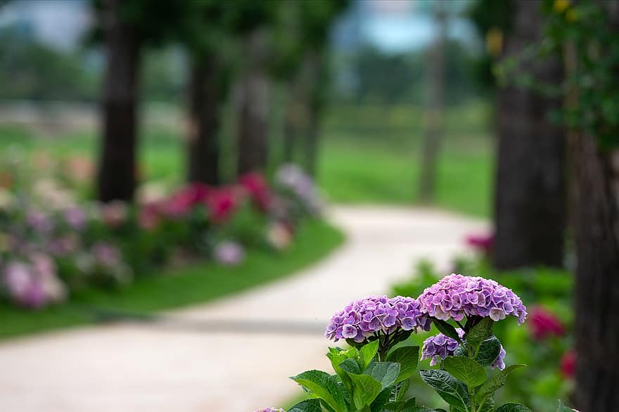 hortensie, flori, plantă, violet flori, a inflori, frunze, parc, natură