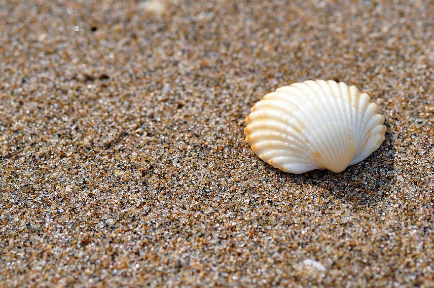Schale, Sand, Strand, Muschel, Herzmuschel, Molluske, Küste, natürlich, Dekoration, Nahansicht