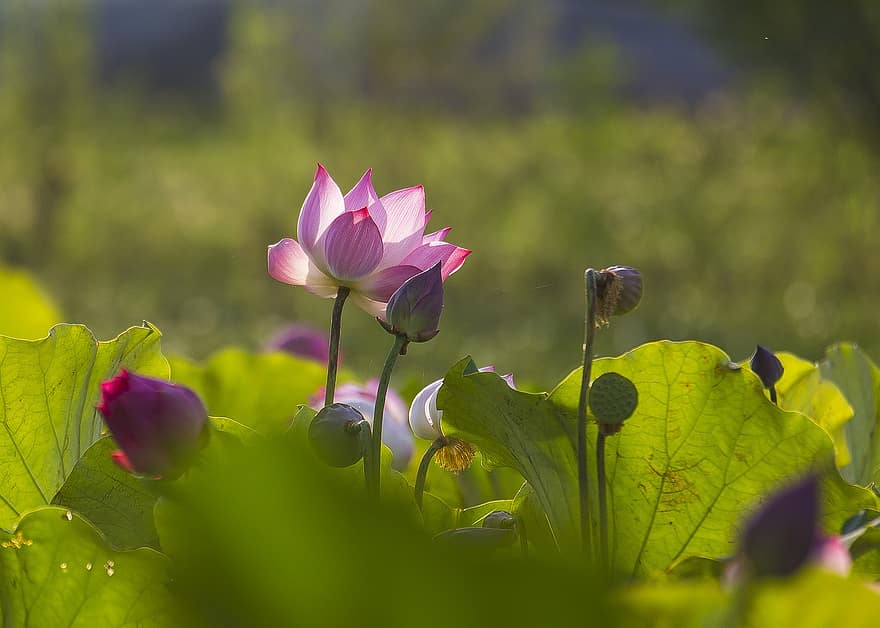 лотос, цветок, розовый цветок, цветок лотоса, цветение, цвести, лепестки, розовые лепестки, Флора, водное растение