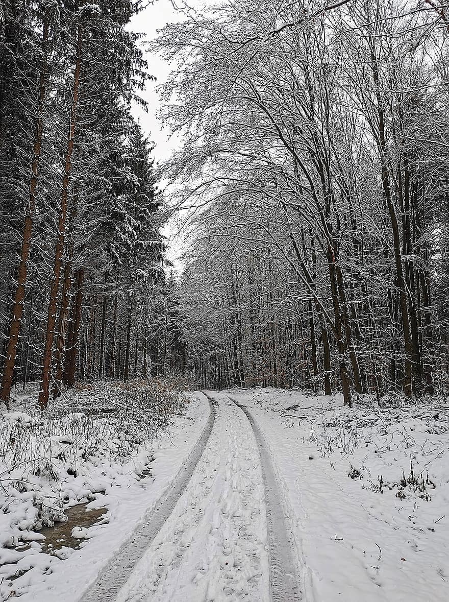 ต้นไม้, หิมะ, ป่า, เส้นทาง, ทาง, ฤดูหนาว, เต็มไปด้วยหิมะ, หนาว, คราบนำ้ค้างแข็ง, ป่าหิมะ, ป่าฤดูหนาว