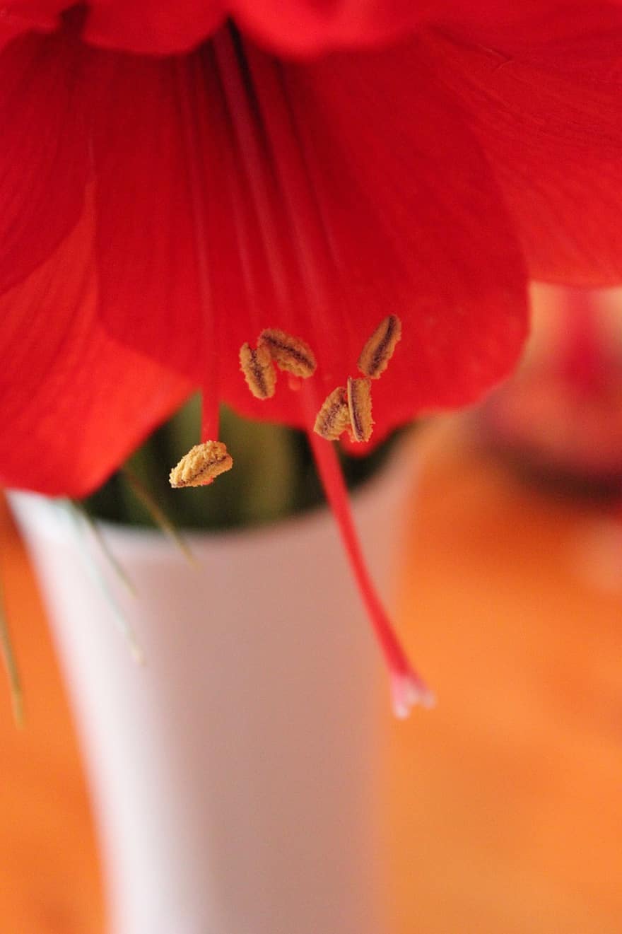 amaryllis, rode bloem, bloesem, bloeien, bloem