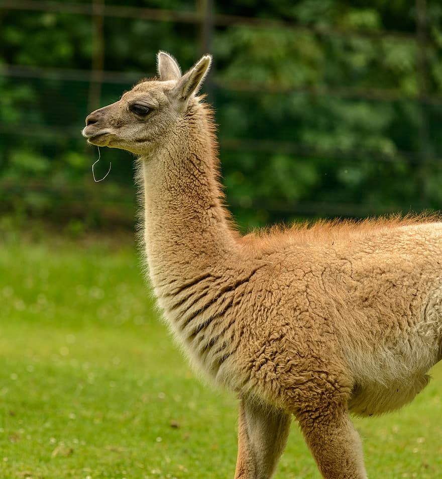 lama, animal, mammifère, Tête de lama, oreilles de lama, le monde animal, fourrure, photographie animalière, faune, animal sauvage