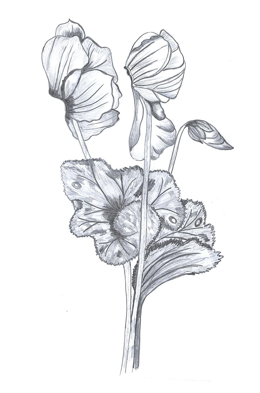 květ, cyklámen, botanika, ruční kreslení, výkres, rostlin, čepel, Příroda, skica