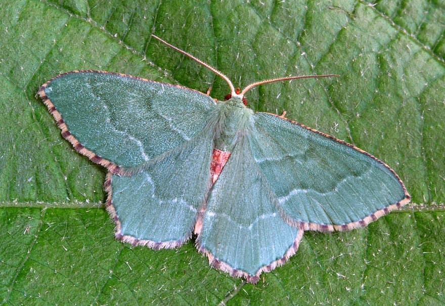 Common Emerald, Moth, Leaf, Insect, Lepidoptera, Wings, Plant, Nature