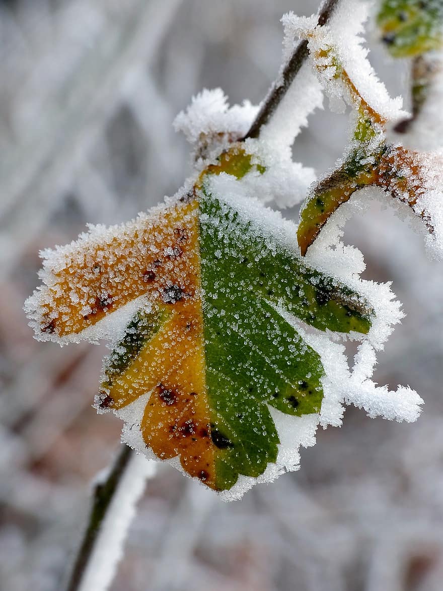 frunze, plantă, iarnă, rece, îngheţ, bruma, cristale de gheață, îngheţat, natură, două tone, toamna frunze