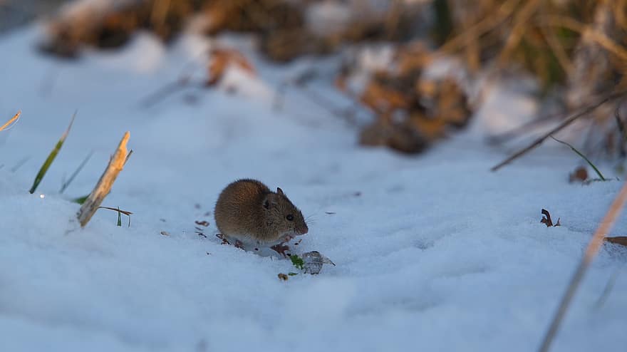 chuột, loài gặm nhấm, mùa đông, tuyết, cho ăn, kiếm ăn, loài, động vật có vú, động vật hoang dã, cận cảnh, dễ thương