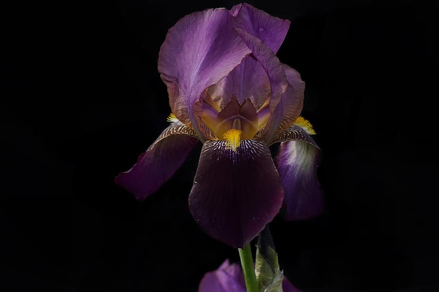 iris, fiore viola, fiore, rugiada, petali, petali viola, fioritura, giglio di spada, fiorire, flora, pianta