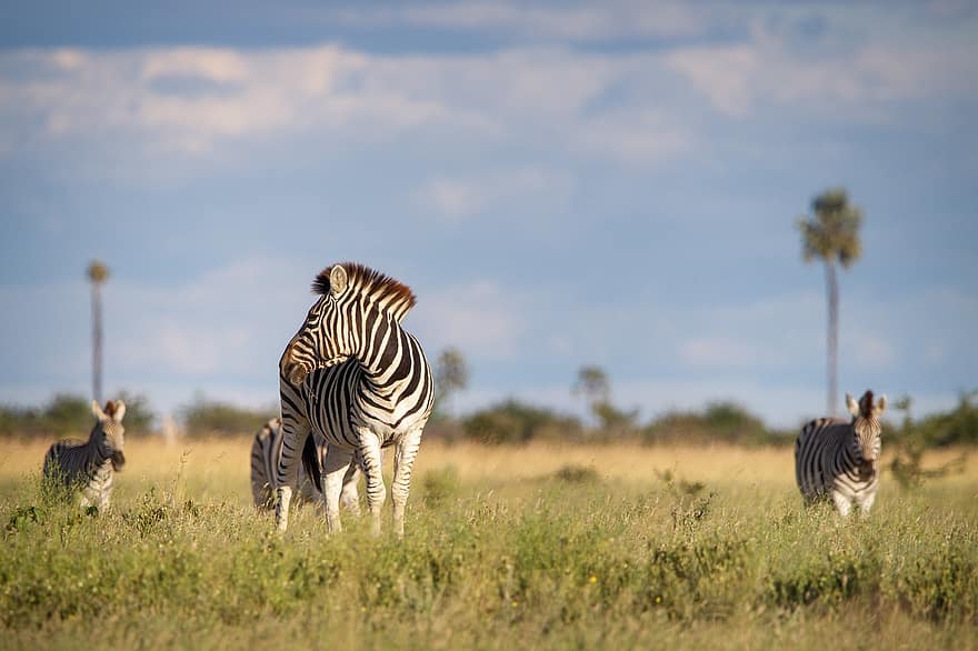 zebra, Afrika, mező, család