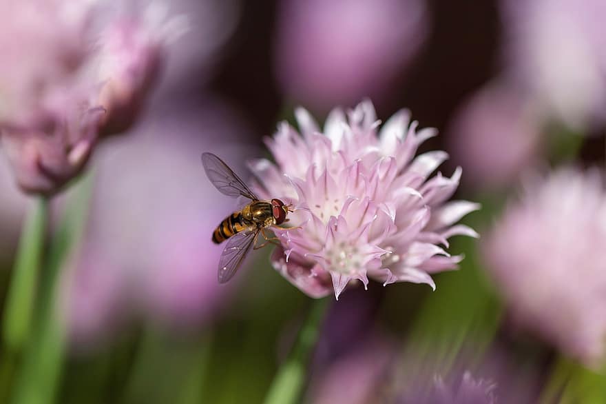 Insect, Hover Fly, Pollination, Entomology, Nature, Blossom, Bloom, Chives, close-up, flower, macro
