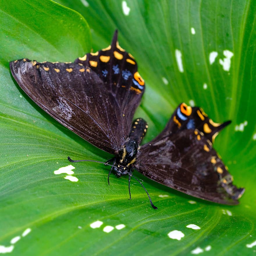 kupu-kupu, serangga, bug, hijau, hitam, merapatkan, makro, warna hijau, multi-warna, sayap binatang, lepidoptera