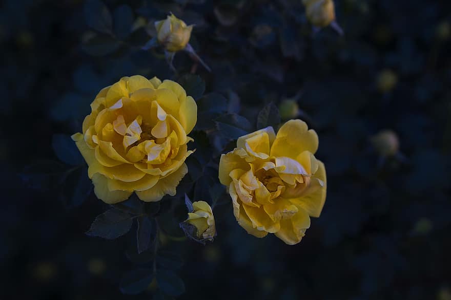 mawar, bunga-bunga, mawar kuning, bunga kuning, kelopak, kelopak kuning, berkembang, mekar, flora