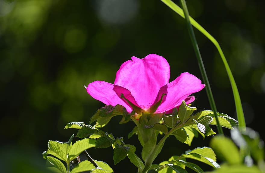 flor de rosa mosqueta, escaramujo, Rosa salvaje, flor, floración, naturaleza, planta, flora, perro se levantó, flor rosa, rosa canina