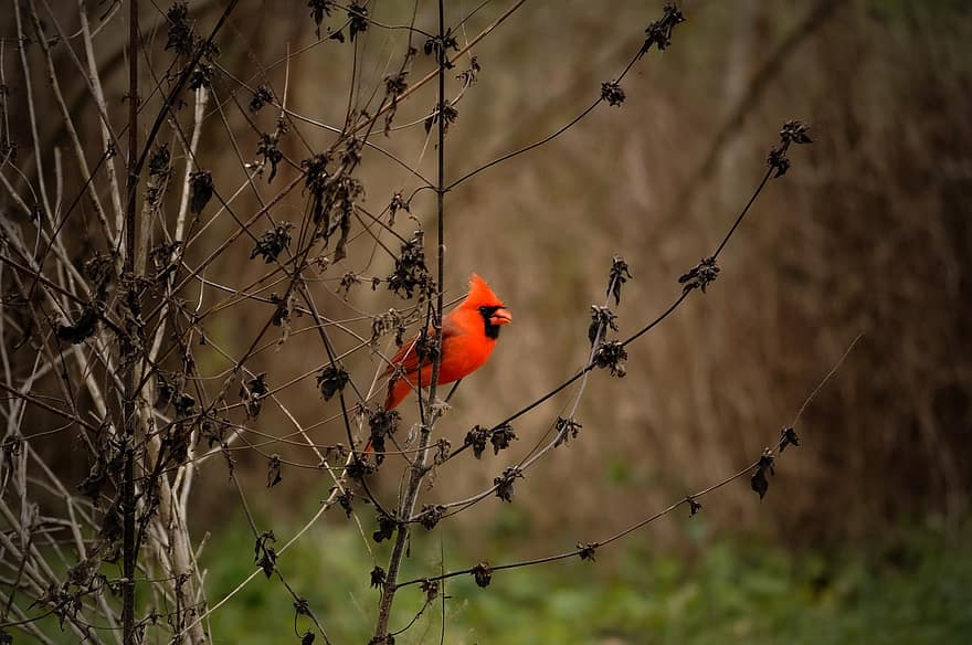 pájaro, cardenal norteño, árbol, paisaje, naturaleza, rama, animales en la naturaleza, pico, pluma, de cerca, multi color