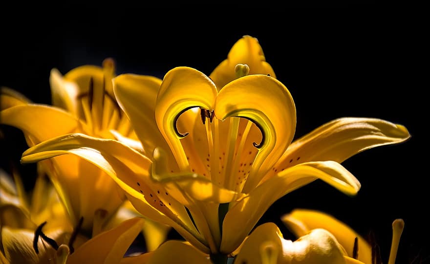 lirios, las flores, Flores amarillas, pétalos, pétalos amarillos, floración, flor, flora, planta, naturaleza, de cerca