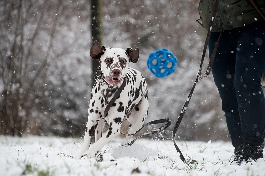 Dalmatiner, Hund, Schnee, schneit, Leine, Haustier, Tier, Haushund, Eckzahn, Säugetier, süß