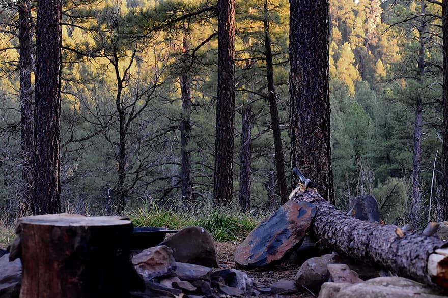 camping, brandhout, sedona, Arizona, dageraad, Bos