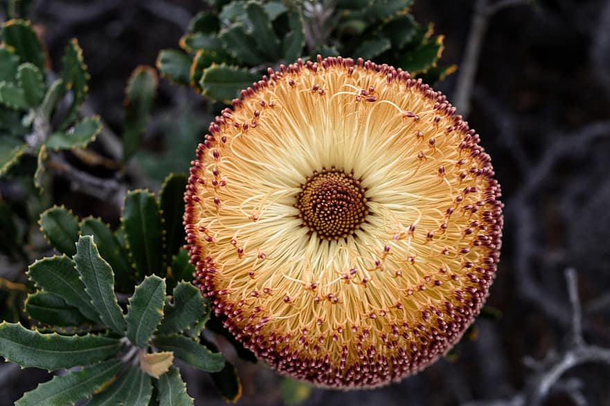 Banksia Media, flor, flora, plantes natives, Austràlia, botànic, florir, flor natural, botànica, floricultura