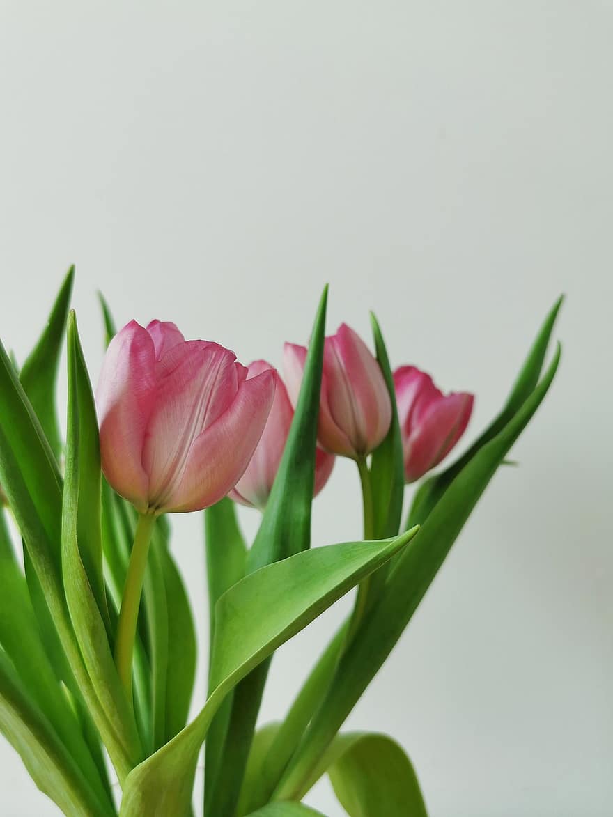 tulipa, flor, primavera, flors, vegetals, flora