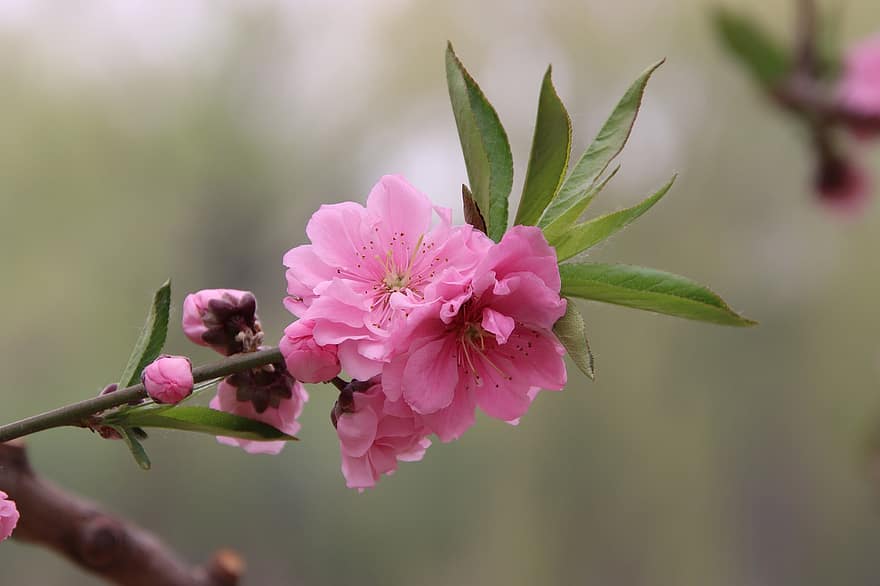 цвітіння персика, рожеві квіти, квіти, весна, квіти персика, весняні квіти, цвітіння, відділення, природи