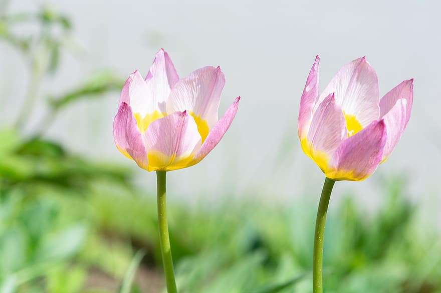 tulipaner, blomster, plante, lyserøde blomster, have, flor, natur, forår, flora, blomst, blomsterhoved