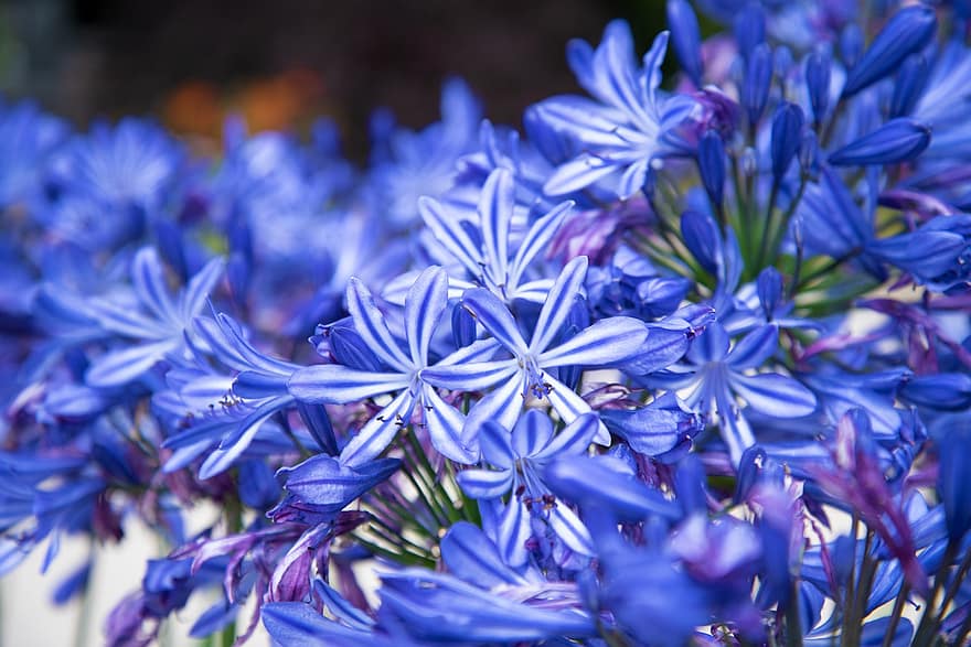 okrasná lilie, lilie z Nilu, modré květy, květ, agapanthus, květy, květiny, keř, zblízka, Příroda, detail