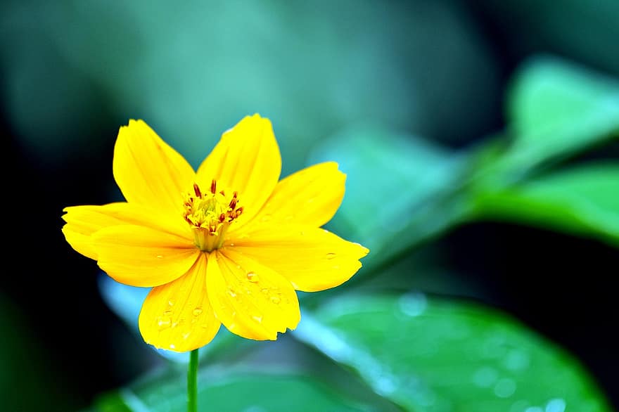 Flower, Cosmos, Petals, Flora, close-up, plant, summer, yellow, leaf, petal, green color