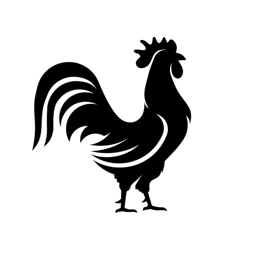 hane, kylling, silhuet, ikon, logo, fugl, hanekylling, fjerkræ, høne, indenlandske, husdyr