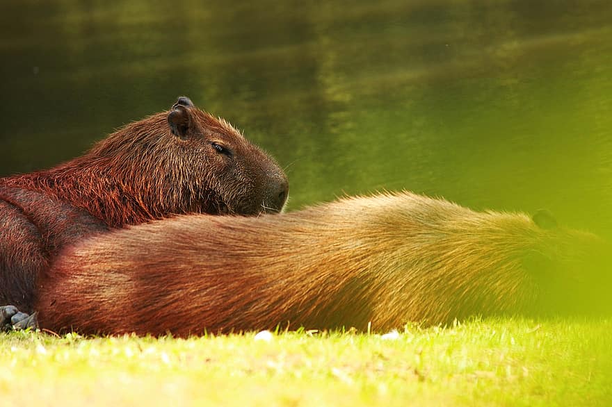 capybara, Capybara háttér, nyugat, állat, vadvilág, vad, az emlősnek, természet, aranyos, rágcsáló, szőrme