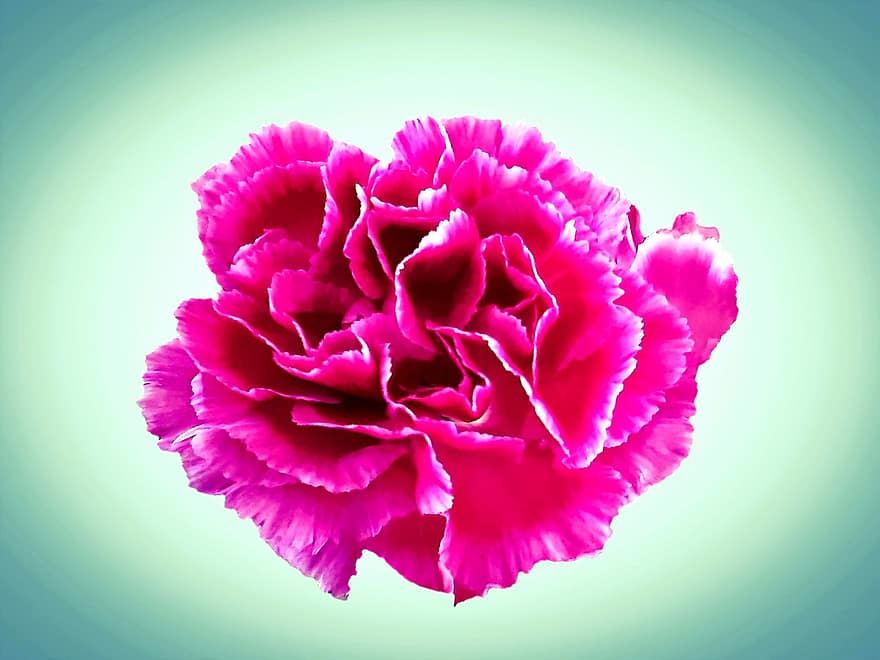 Chiodi di garofano, fiore, fiore rosa, petali di rosa, petali, fiorire, fioritura, flora