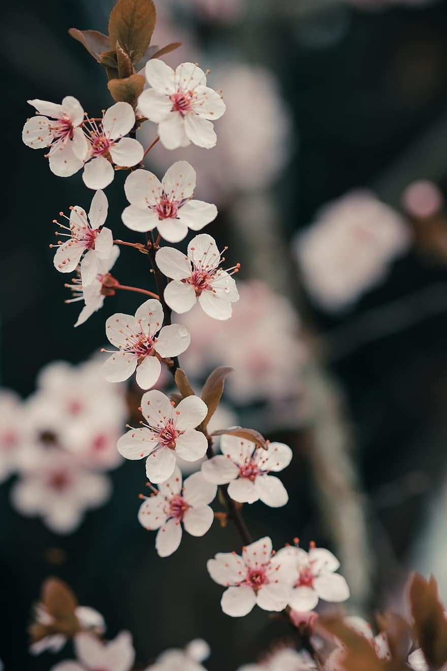 virágok, cseresznyevirág, Japán, tavaszi, természet, virágzás, virágzik, évszaki, növénytan, növény, növekedés