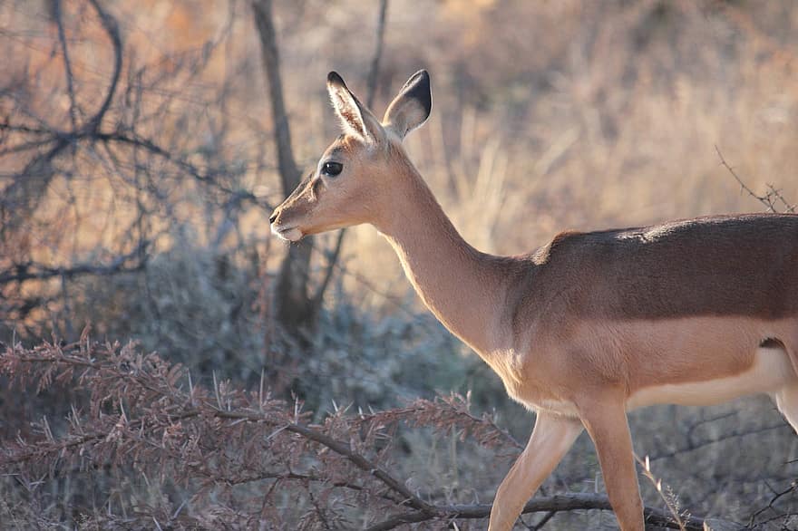 Impala, antilope, dier, dieren in het wild, gazelle, hinde, vrouw, zoogdier, natuur, safari