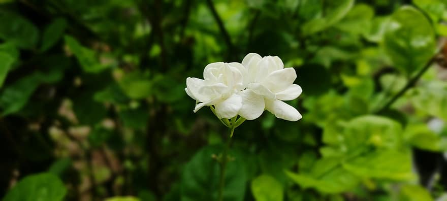 jasmin, blomst, anlegg, arabisk jasmin, hvit blomst, petals, natur